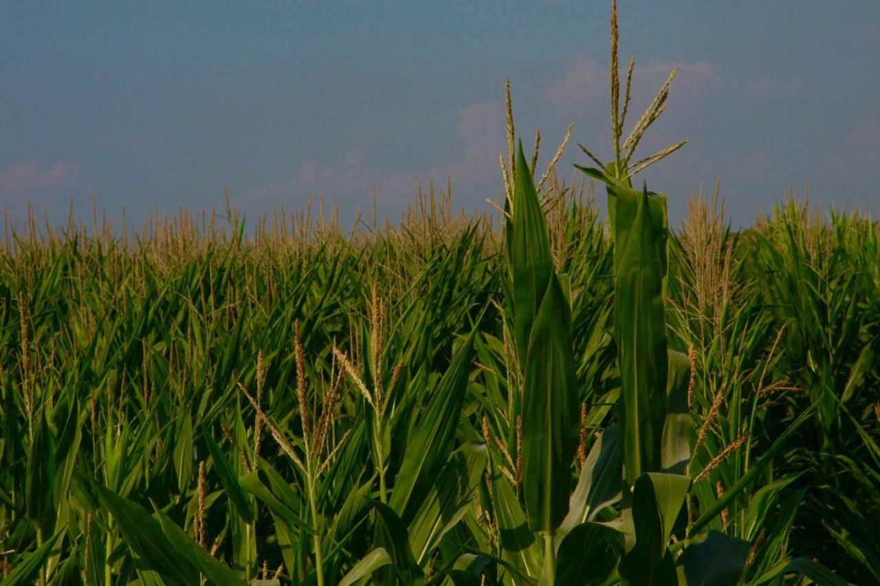 Il Silos Maccarese Exteriér fotografie